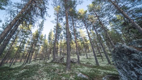 Ein-Kiefernwald-Mit-Hohen,-Schlanken-Bäumen,-Die-Von-Der-Sommersonne-Beleuchtet-Werden