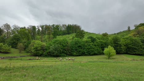 Lämmer-Grasen-Auf-Der-Frühlingswiese