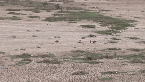 wide-angle-seen-Lots-of-dogs-running-around-eating-food-and-looking-for-food