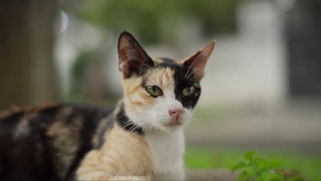 Close-up-view-of-a-Tricolor-Calico-Cat