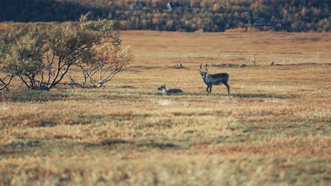 Reindeer-graze-in-the-desolate-autumn-tundra