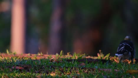 Visto-Mirando-Hacia-La-Izquierda-En-El-Suelo-Y-Se-Mueve-Hacia-Atrás-Mientras-Busca-Comida,-Estornino-De-Cuello-Negro-Gracupica-Nigricollis,-Tailandia