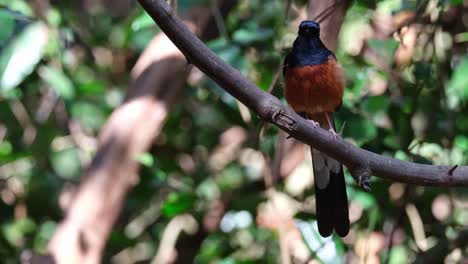 Seen-on-a-branch-on-the-right-top-corner-looking-around-then-moves-up-to-disappear,-White-rumped-Shama-Copsychus-malabaricus,-Male,-Thailand