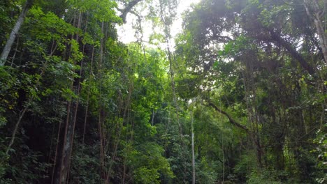 Elevándose-Desde-La-Base-Del-Bosque-Amazónico-Con-Muchas-Enredaderas-En-Los-árboles.
