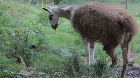 Llama-grazing-peacefully-in-a-lush-green-meadow,-surrounded-by-dense-foliage