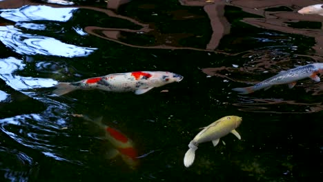 Impresionantes-Y-Coloridas-Carpas-Japonesas-De-Peces-Koi-Nadando-En-Un-Estanque-Oscuro.