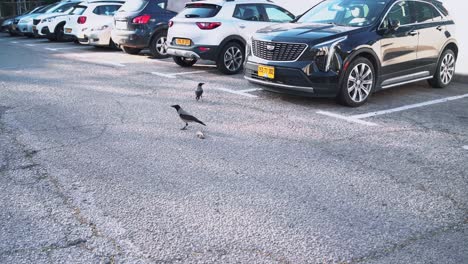 Eine-Krähe,-Die-Eine-Maus-Auf-Der-Straße-Aufsammelt,-Parken