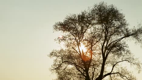 Goldenes-Sonnenlicht-Fällt-Während-Eines-Ruhigen-Sonnenuntergangs-Durch-Die-Silhouetten-Der-Bäume,-Aufgenommen-Mit-Einer-Schwenktechnik