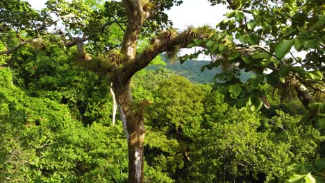 Strange-Tree-With-Curvy-Branches-at-Varying-Angles-Spread-Wide