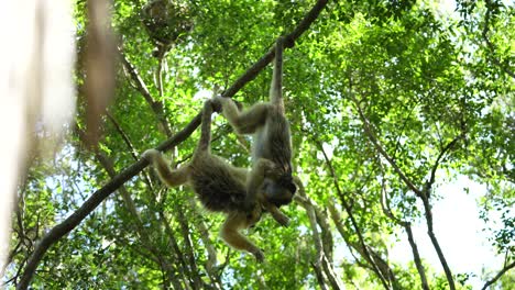 A-pair-of-little-monkeys-fighting,-playing-in-the-trees-of-the-Argentine-jungle