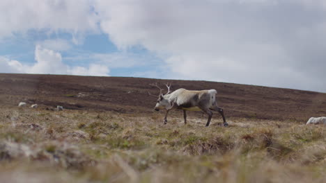 Niedrige-POV-Ansicht-Eines-Weiblichen-Rentiers,-Das-Frei-Durch-Die-Landschaft-Von-Cairngorm,-Schottland,-Läuft