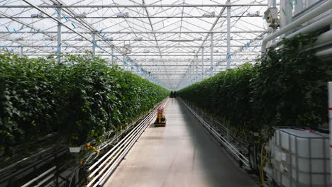 Endless-greenhouse-of-tomatoes,-fast-moving-forward-view