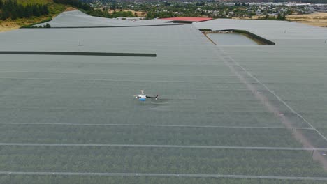 Helicopter-flies-low-over-the-Cromwell-orchards-to-dry-the-cherries-after-rain