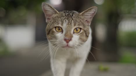 Front-View-Of-Domestic-Cat-Face-and-Eyes,-Looking-At-Camera-Then-Walk-Aside,-Blurred-Background