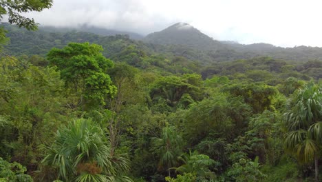 Malerische-FPV-Drohne-Fliegt-Sanft-über-Bäume-Mit-Dschungelhintergrund-In-Santa-Marta,-Kolumbien,-Südamerika