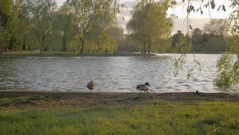 Static-shot-of-two-ducks-standing-by-the-lake-in-the-park-in-spring-with-the-golden-light-of-the-Sunset