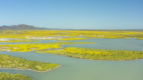 Luftaufnahmen-Eines-Flusses,-Der-Durch-Einen-Sodasee-In-Der-Carrizo-Plain-In-Kalifornien-Fließt