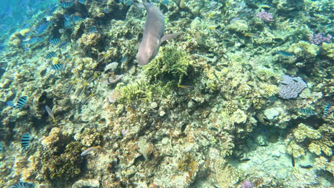 Un-Tiburón-De-Arrecife-De-Punta-Blanca-Entre-Los-Arrecifes-De-Las-Islas-Yasawa-En-Fiji.