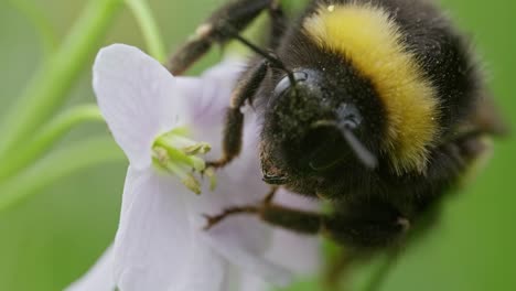 Makroaufnahme-Des-Kopfes-Einer-Hummel-Auf-Wiesenschaumkraut-Beim-Pollensammeln