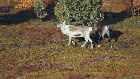 Un-Grupo-De-Renos-Trotan-Por-La-Tundra-Otoñal