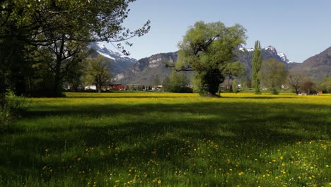 Magnificent-Green-Meadow-In-Front-Of-Snowy-Weesen-Mountain,-St