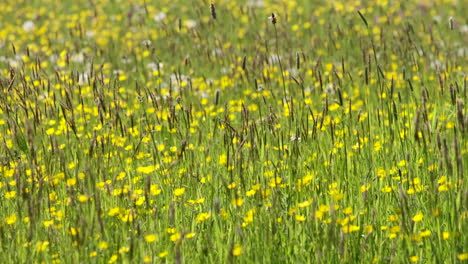 Bright-yellow-Buttercups-and-meadow-grasses-swaying-in-a-spring-breeze-in-a-wild-flower-meadow,-Worcestershire,-England