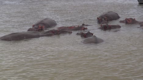 Family-of-hippos-in-St