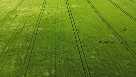 Moving-animals-in-the-green-grass-aerial-view