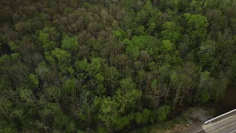 Straße-Im-Wald-Versteckt,-Zeigt-Umweltfreundliche-Infrastruktur