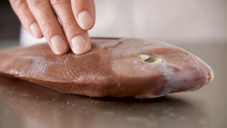 Primer-Plano-De-Una-Mano-Humana-Tocando-Un-Pescado-Fresco-Sobre-Una-Mesa,-Enfatizando-La-Textura-Y-El-Detalle