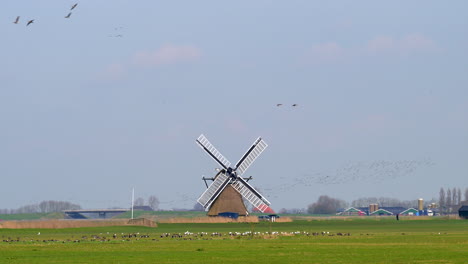 Windmill-in-an-agricultural-field-with-a-flock-of-geese-passing-in-the-Netherlands,-Europe