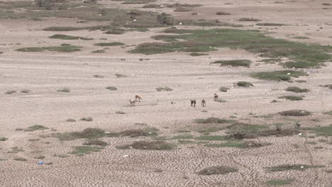 Weitwinkel-Gesehen,-Viele-Hunde-Fressen-Futter