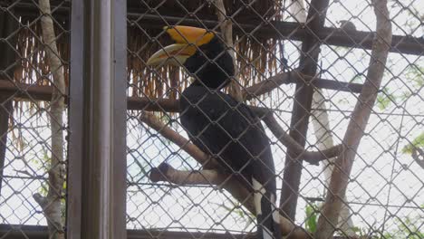 Nashornvogel-Thront-In-Seinem-Käfig-Im-Zoo-Gehege