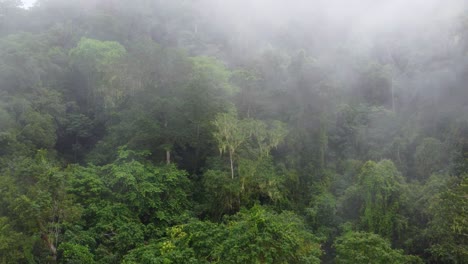 Thick-Fog-Ensues-Amdist-Sunrise-in-Forests-of-Santa-Marta,-Columbia