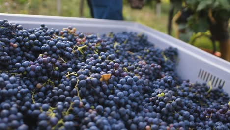 Kiste-Voller-Roter-Trauben-In-Einem-Weinberg,-Mit-Einem-Alten-Bauern-Bei-Der-Arbeit