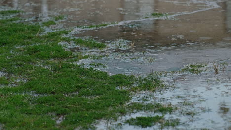 Rasen-Im-Hof-Oder-Park-Mit-Pfützen-Auf-Der-Grünen-Wiese