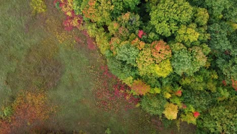 Drone-shows-off-a-northern-forest
