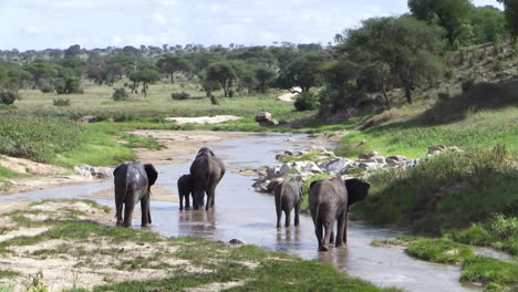 Long-shot-of-five-elephants-drinking-in-a-river-bed-in-East-African-savannah