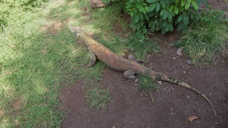 A-Komodo-dragon-settles-down-on-the-grass-to-bask-in-the-sun