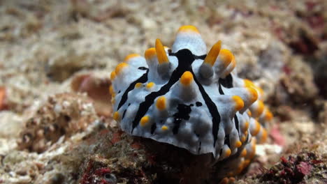 Vista-Frontal-Del-Nudibranquio-Verrugoso-Phyllidia-Varicosa-Moviéndose-Lentamente-Sobre-El-Fondo-Arenoso-Del-Océano