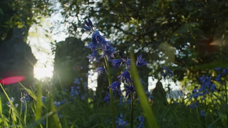 Dolly-Rein-Und-Raus-Auf-Dem-Friedhof-Im-Sonnenuntergang