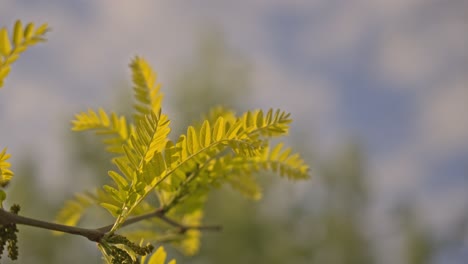 Trees-and-leaves-moving-in-cloudy-weather,-slow-motion