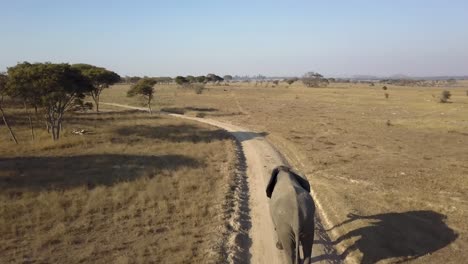 Overhead-shot-of-a-group-of-volunteers-walk-with-a-big-elephant-in-the-African-bush