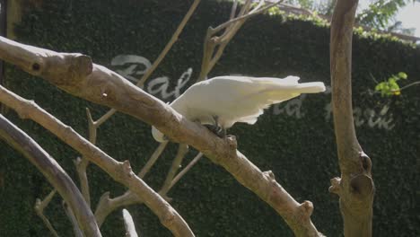 A-beautiful-white-cockatoo-parrot-perched-on-a-branch