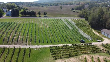 Aerial-wide-shot-of-vineyard-in-the-summer