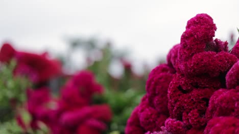 Footage-of-a-Mexican-farmer-harvesting-velvet-flowers-and-making-bouquets-in-the-background,-a-pile-of-bouquets-appears-in-the-foreground