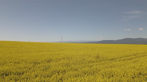flight-with-a-drone-over-a-rapeseed-plantation-with-its-intense-yellow-color-and-a-beautiful-background-of-mountains-and-a-blue-sky-we-see-the-flight-of-some-swallows-over-the-crop-Toledo-Spain