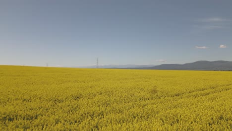 Flug-Mit-Einer-Drohne-über-Eine-Rapsplantage-Mit-Ihrer-Intensiven-Gelben-Farbe-Und-Einem-Wunderschönen-Hintergrund-Aus-Bergen-Und-Einem-Blauen-Himmel.-Wir-Sehen-Den-Flug-Einiger-Schwalben-über-Die-Ernte-In-Toledo,-Spanien