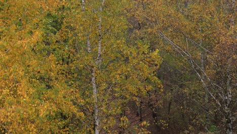 Exploring-enchanting-Arboretum-in-the-City-of-Kecskemet,-Hungary