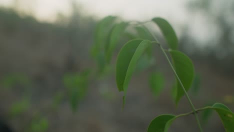 Close-up-of-dew-kissed-leaves-with-soft-morning-light,-serene-nature-scene